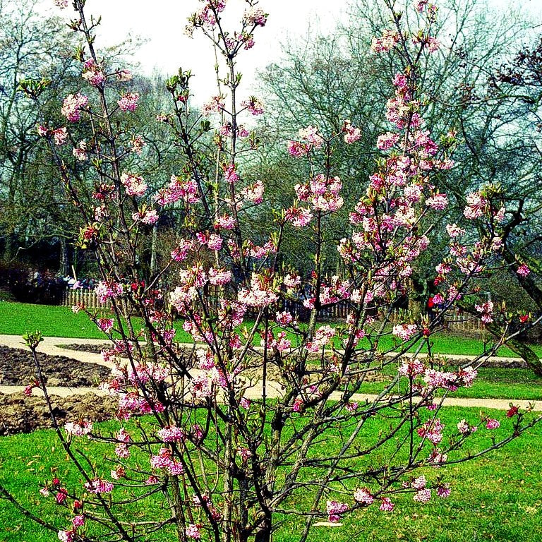 Winter-Schneeball 'Dawn' (Viburnum x bodnantense)