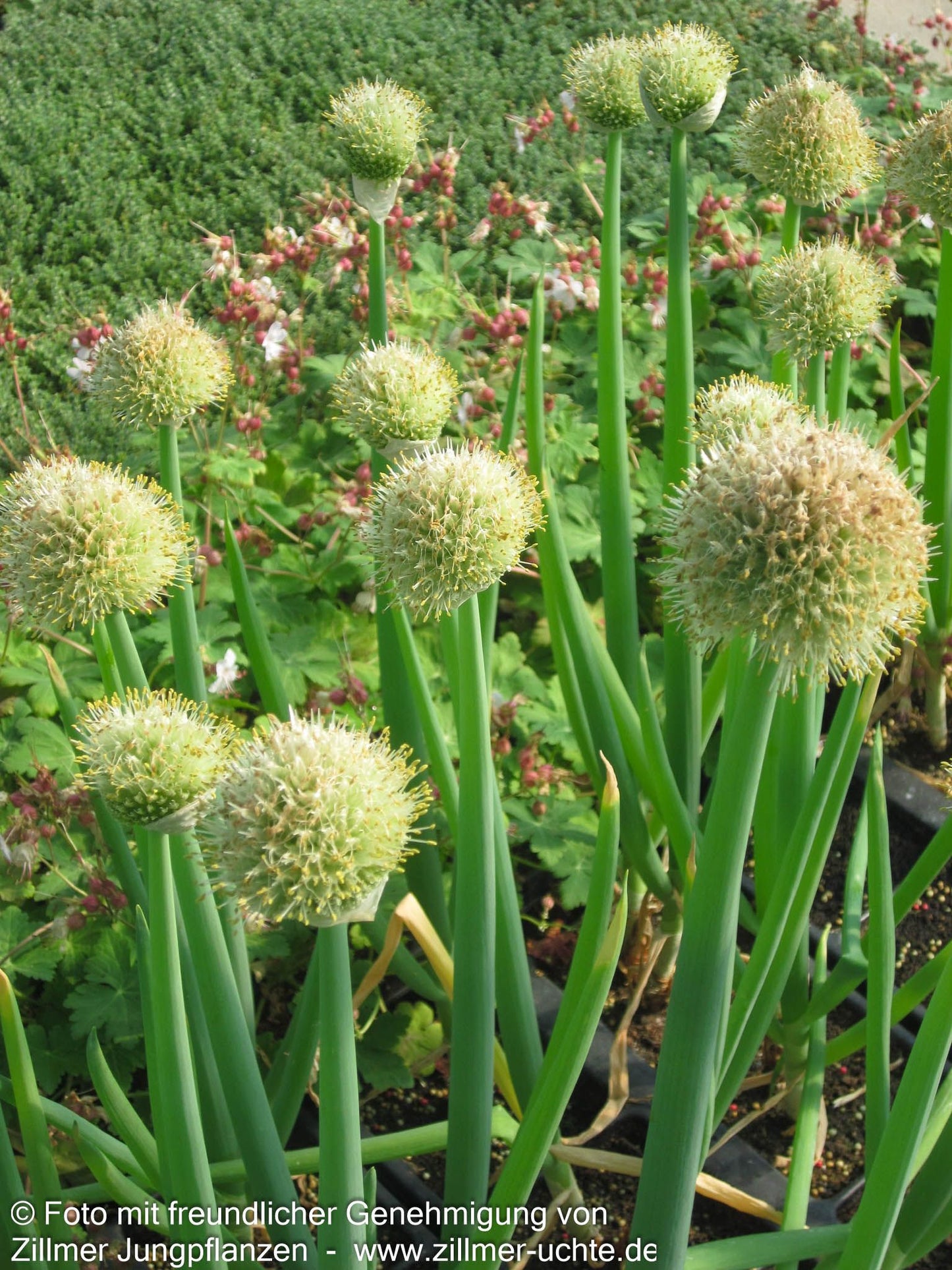 Winter-Zwiebel (Allium fistulosum)