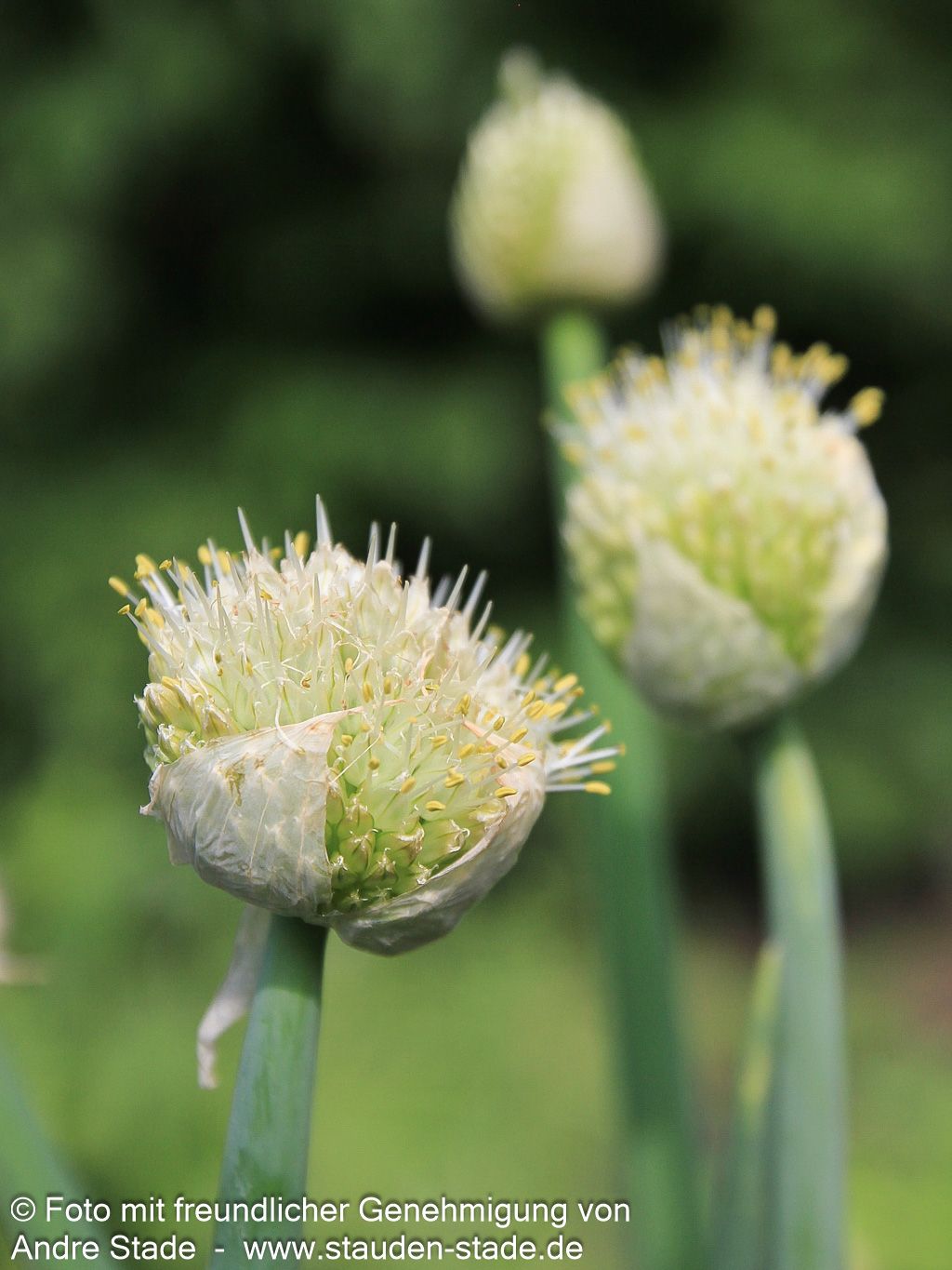 Winter-Zwiebel (Allium fistulosum)