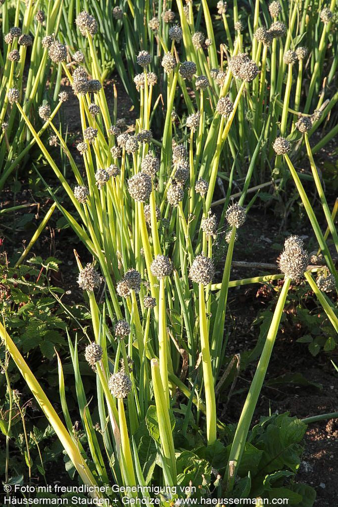 Winter-Zwiebel (Allium fistulosum)