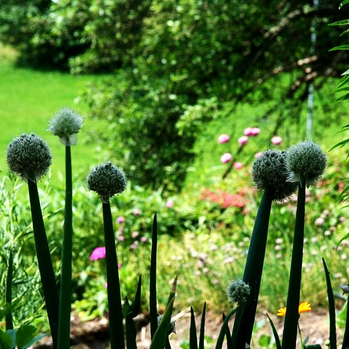 Winter-Zwiebel (Allium fistulosum)