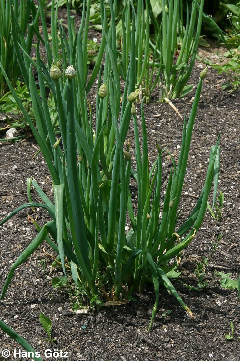 Winter-Zwiebel (Allium fistulosum)