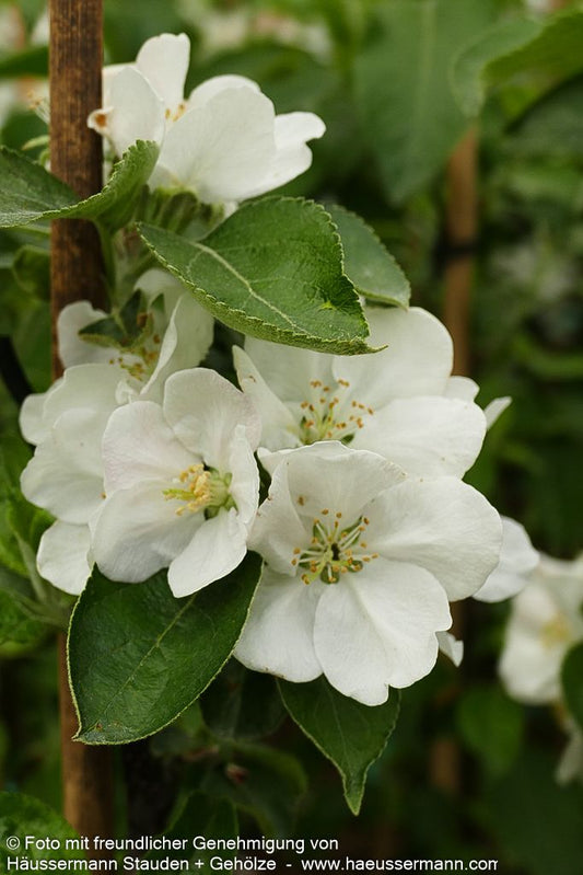 Winterapfel 'Brettacher Gewürzapfel' (Malus)
