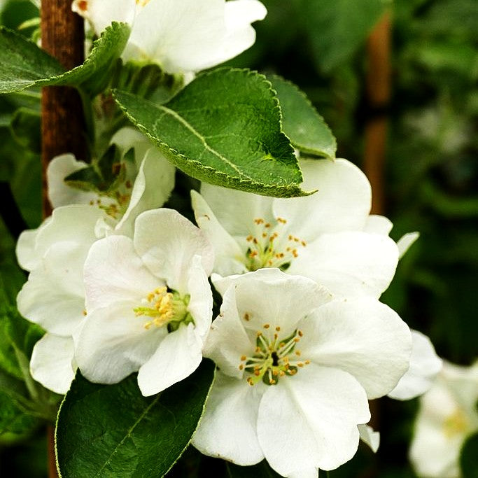 Winterapfel 'Brettacher Gewürzapfel' (Malus)