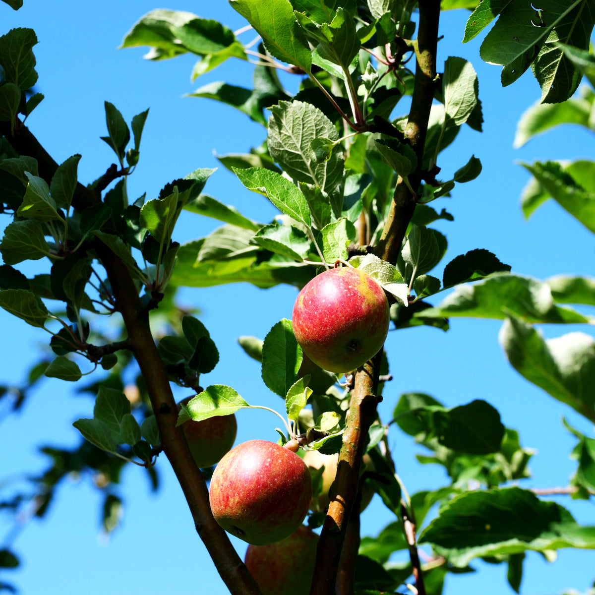 Winterapfel 'Purpurroter Cousinot' (Malus)