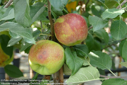 Winterapfel 'Red Topaz' (Malus)
