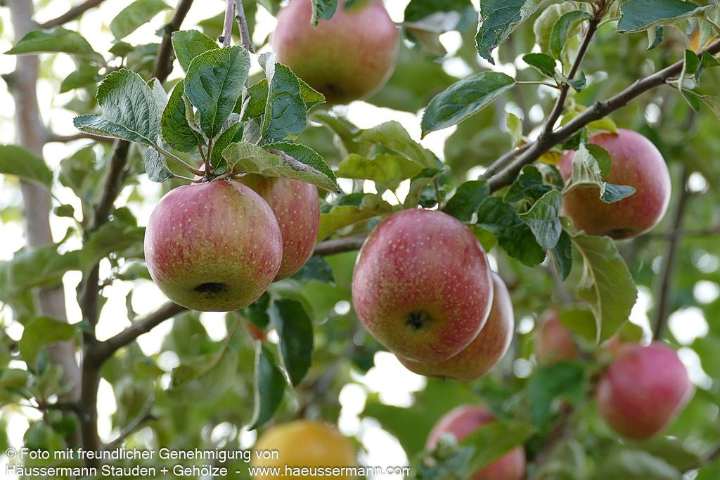 Winterapfel 'Rheinischer Bohnapfel' (Malus)