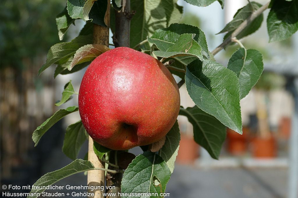 Winterapfel 'Roter Berlepsch' (Malus)