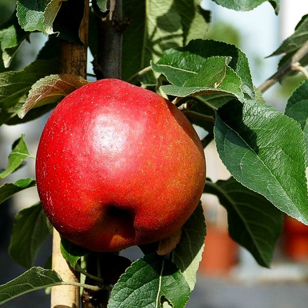 Winterapfel 'Roter Berlepsch' (Malus)