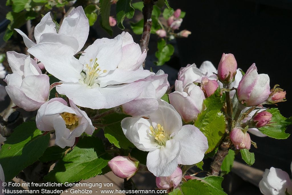 Winterapfel 'Roter Boskoop' (Malus)