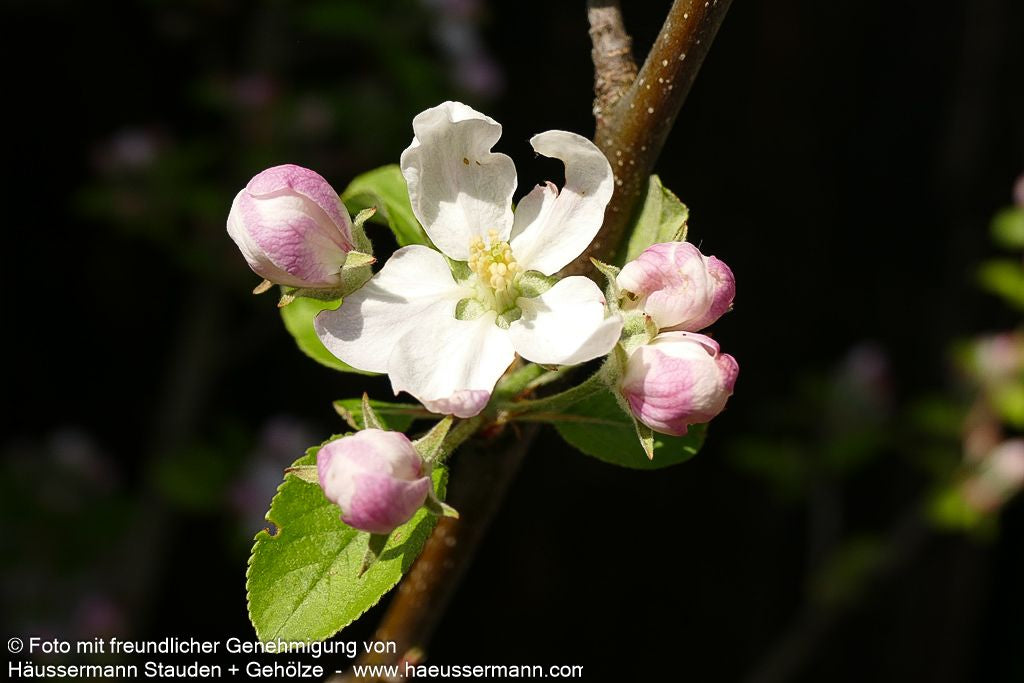 Winterapfel 'Topaz' (Malus)