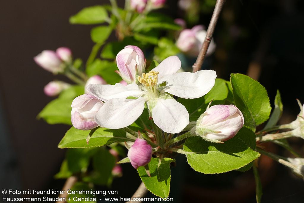 Winterapfel 'Topaz' (Malus)
