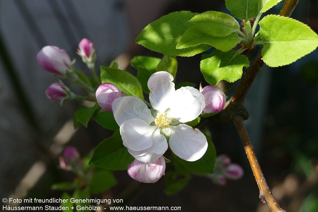 Winterapfel 'Topaz' (Malus)