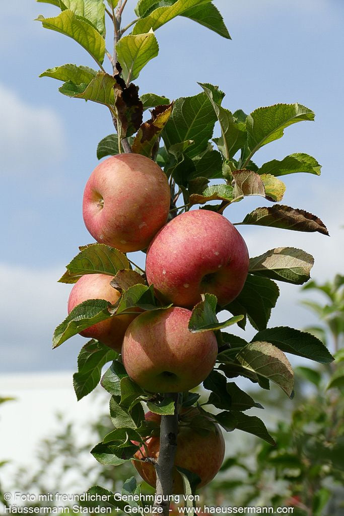 Winterapfel 'Topaz' (Malus)