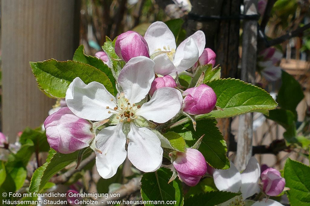 Winterapfel 'Topaz' (Malus)
