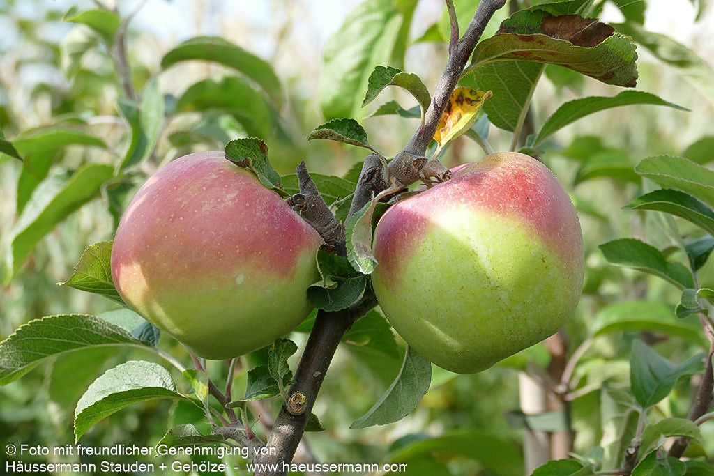 Winterapfel 'Weißer Winterglockenapfel' (Malus)