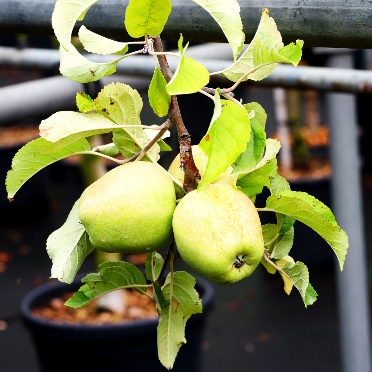 Winterapfel 'Weißer Winterglockenapfel' (Malus)