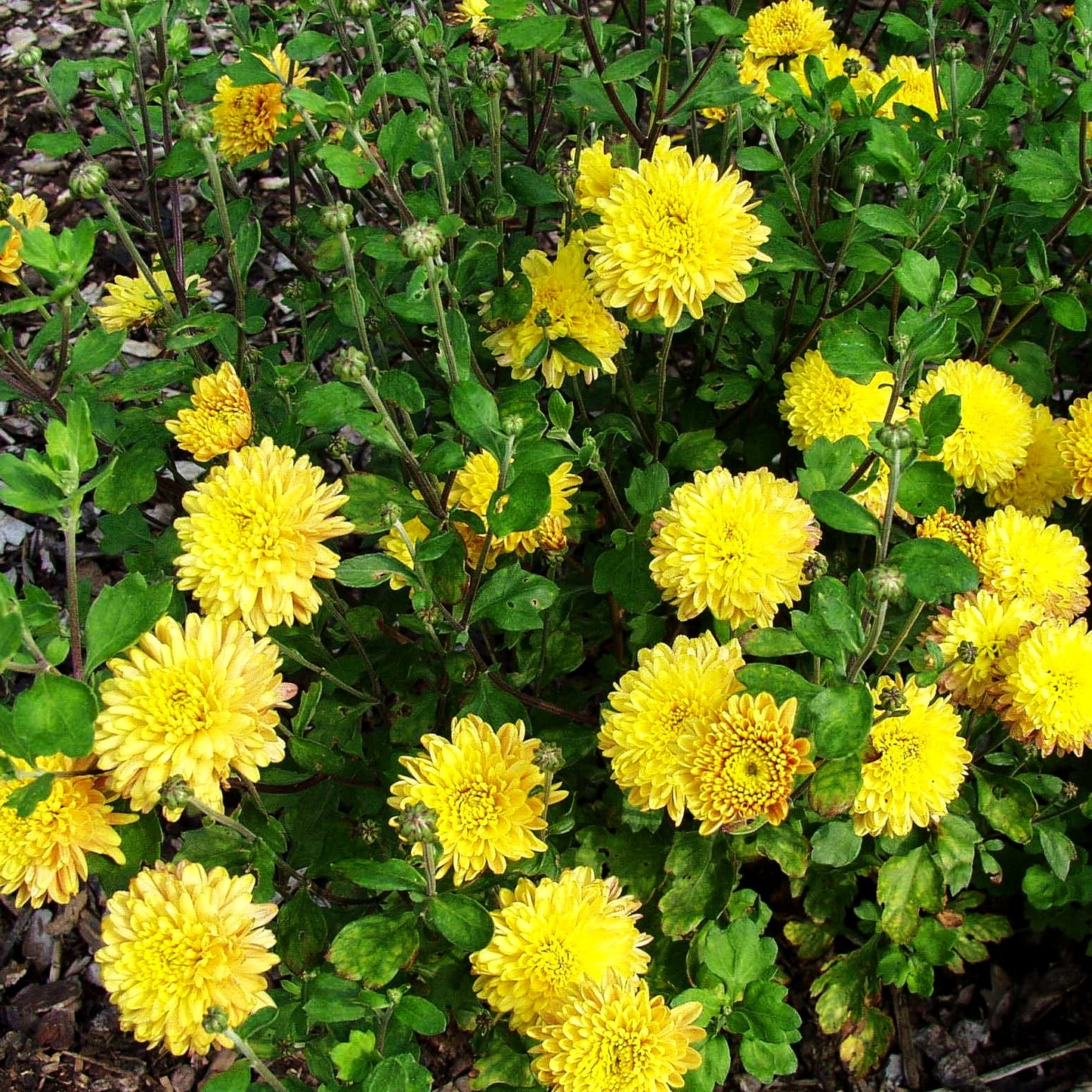 Winteraster 'Altgold' (Chrysanthemum x hort.)