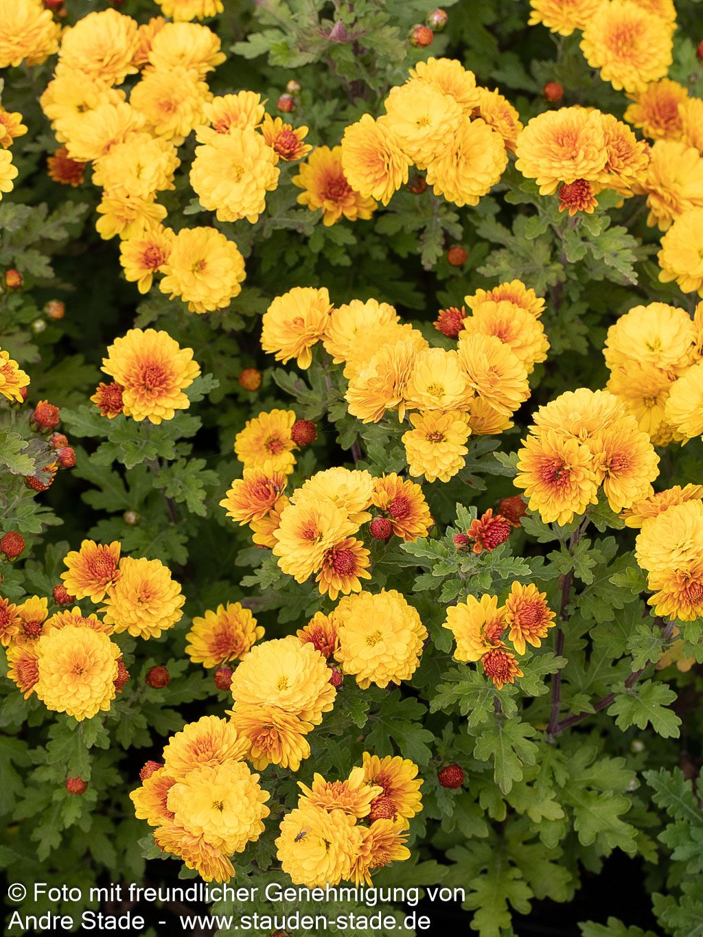 Winteraster 'Bienchen' (Chrysanthemum x hort.)