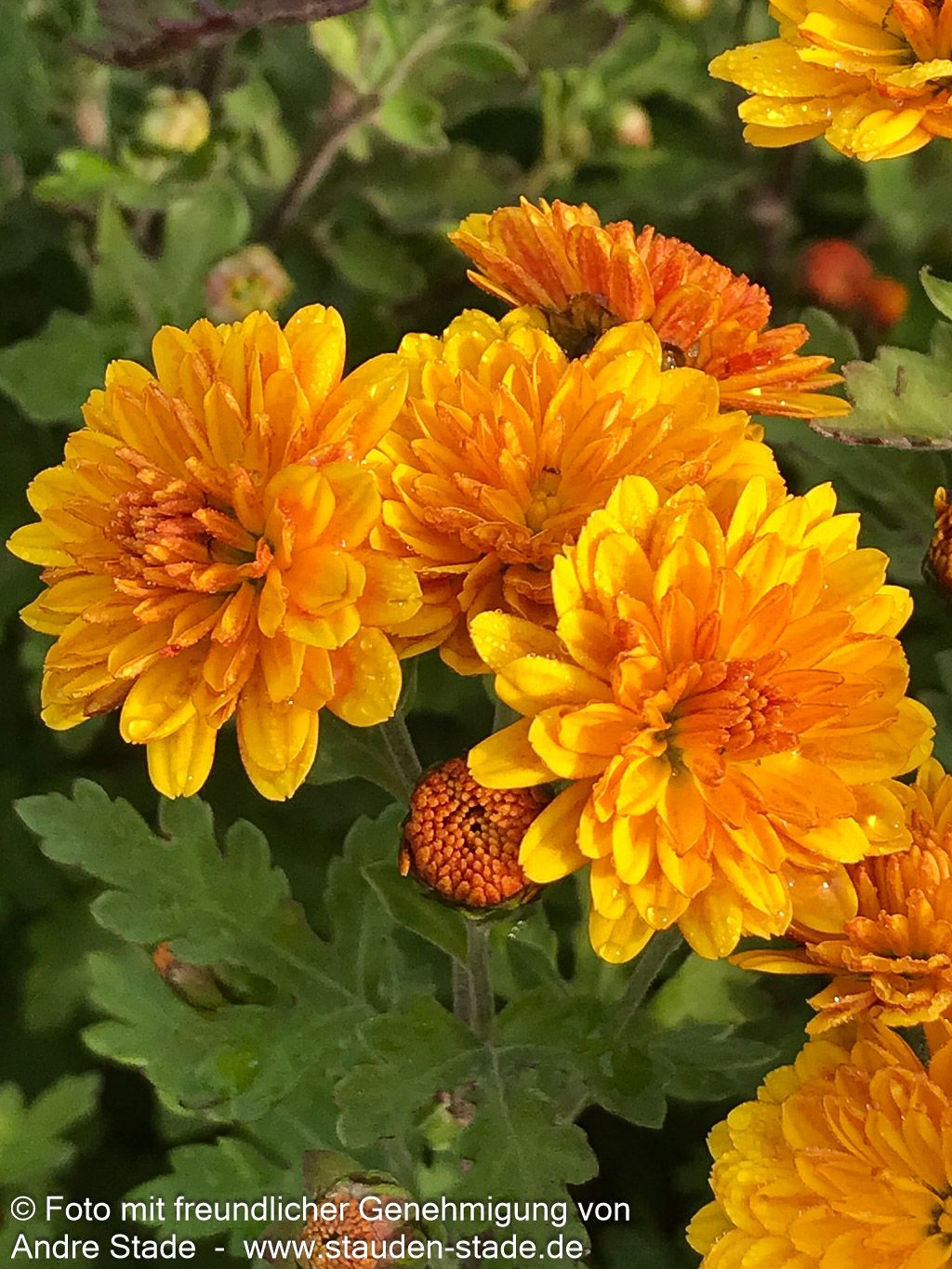 Winteraster 'Bienchen' (Chrysanthemum x hort.)