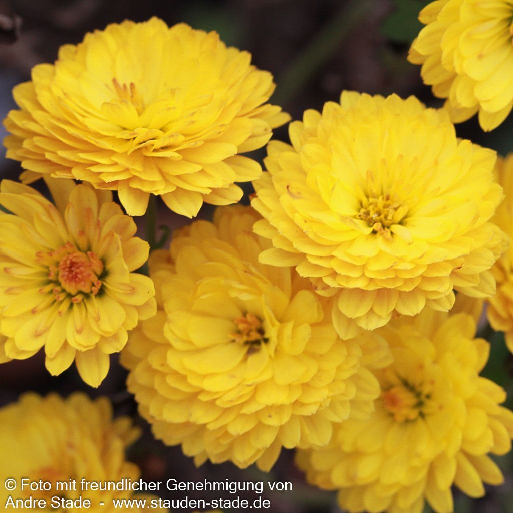 Winteraster 'Bienchen' (Chrysanthemum x hort.)