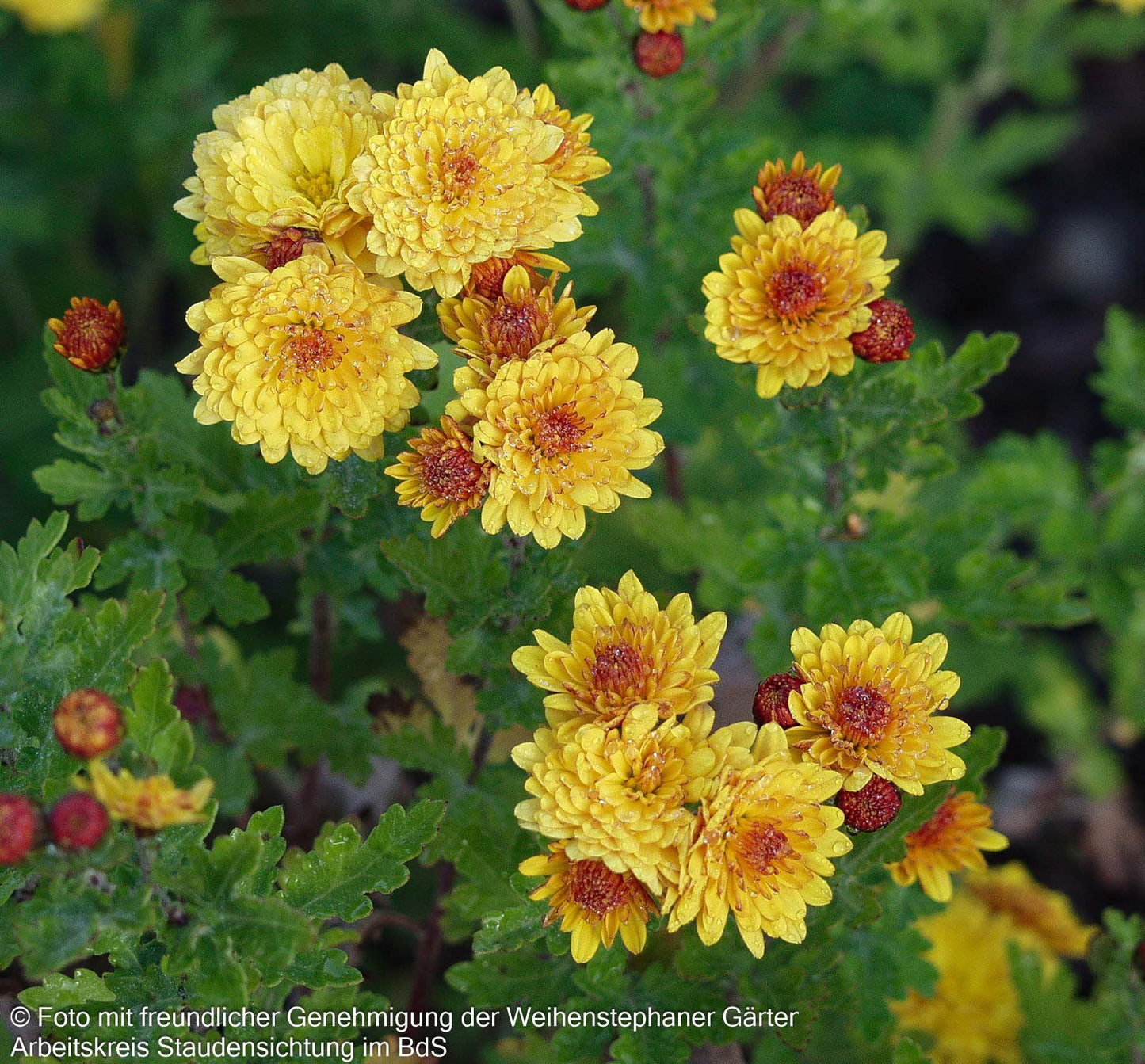 Winteraster 'Bienchen' (Chrysanthemum x hort.)