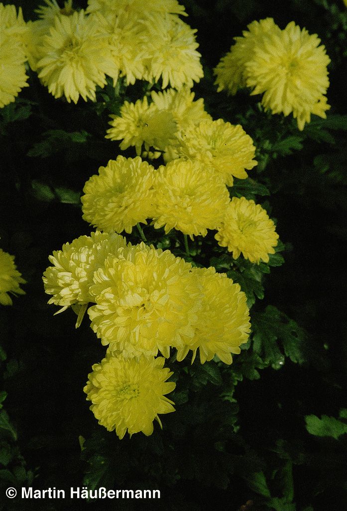 Winteraster 'Citronella' (Chrysanthemum x hort.)