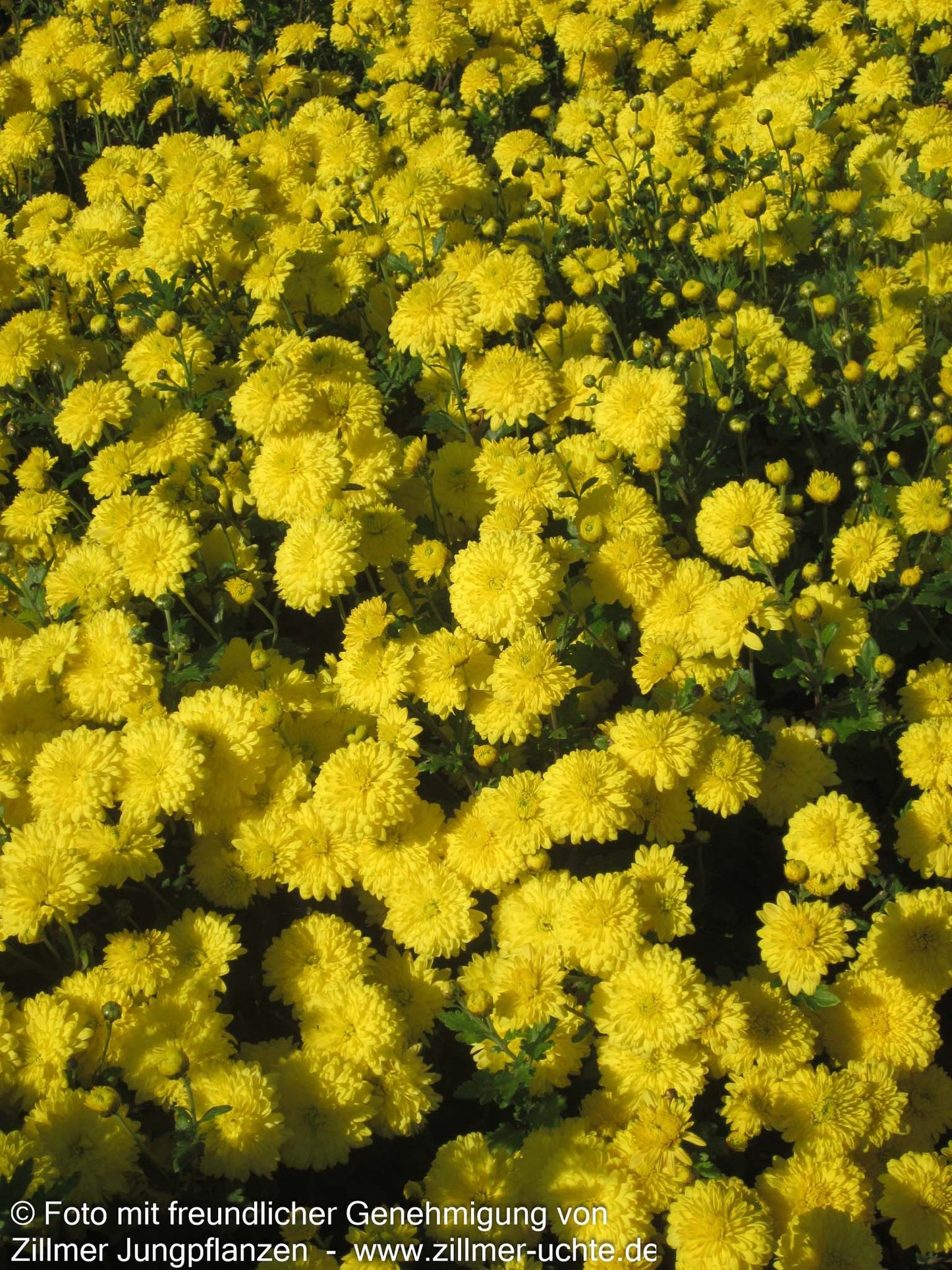 Winteraster 'Citronella' (Chrysanthemum x hort.)