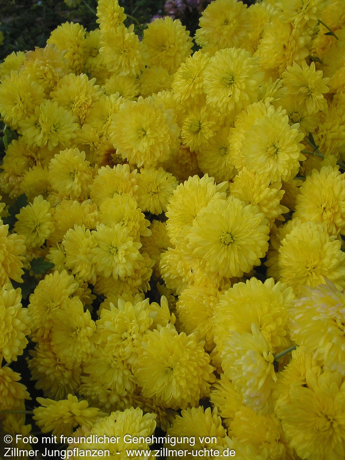 Winteraster 'Citronella' (Chrysanthemum x hort.)