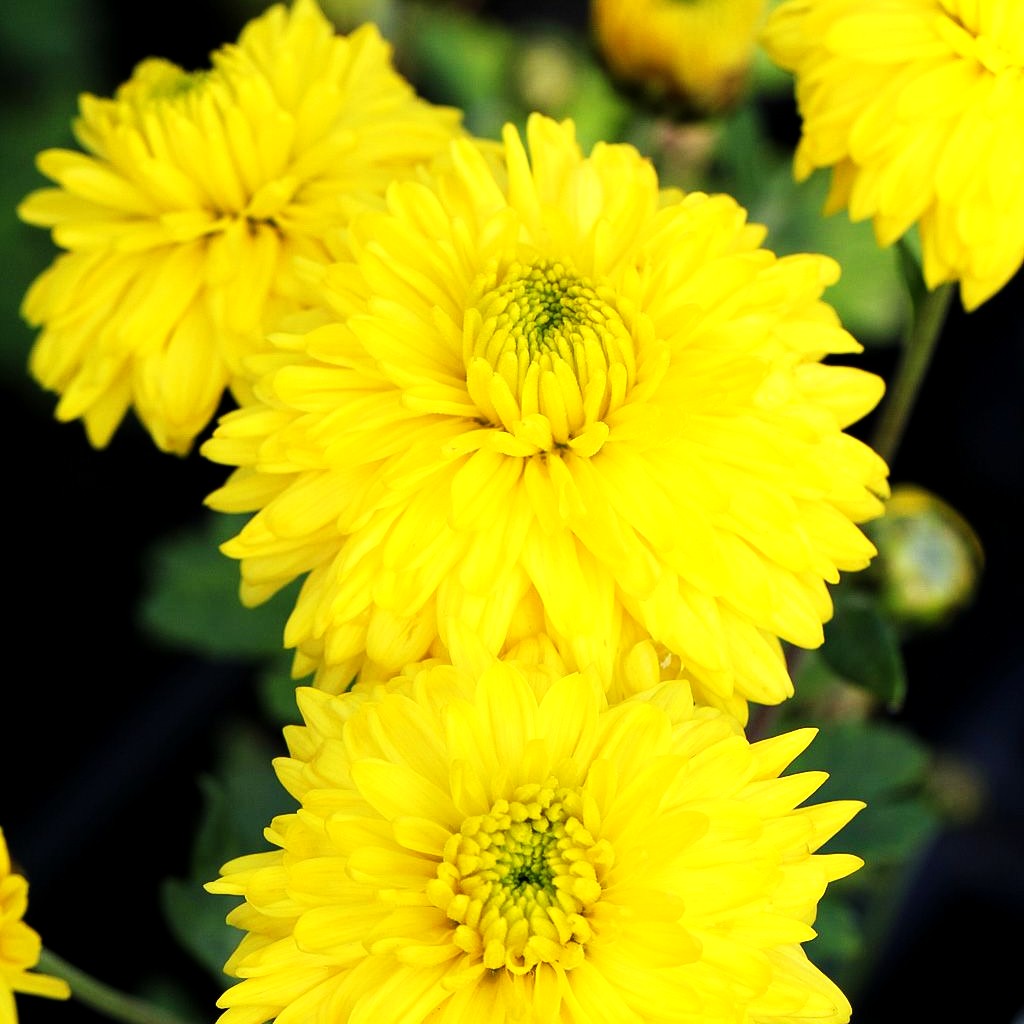 Winteraster 'Citronella' (Chrysanthemum x hort.)