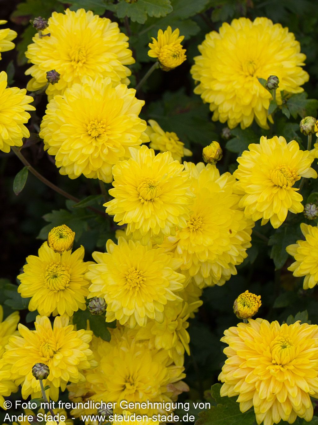 Winteraster 'Citronella' (Chrysanthemum x hort.)