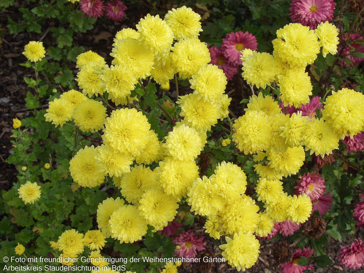 Winteraster 'Citronella' (Chrysanthemum x hort.)