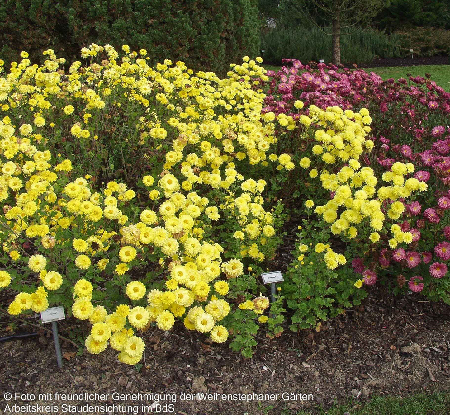 Winteraster 'Citronella' (Chrysanthemum x hort.)