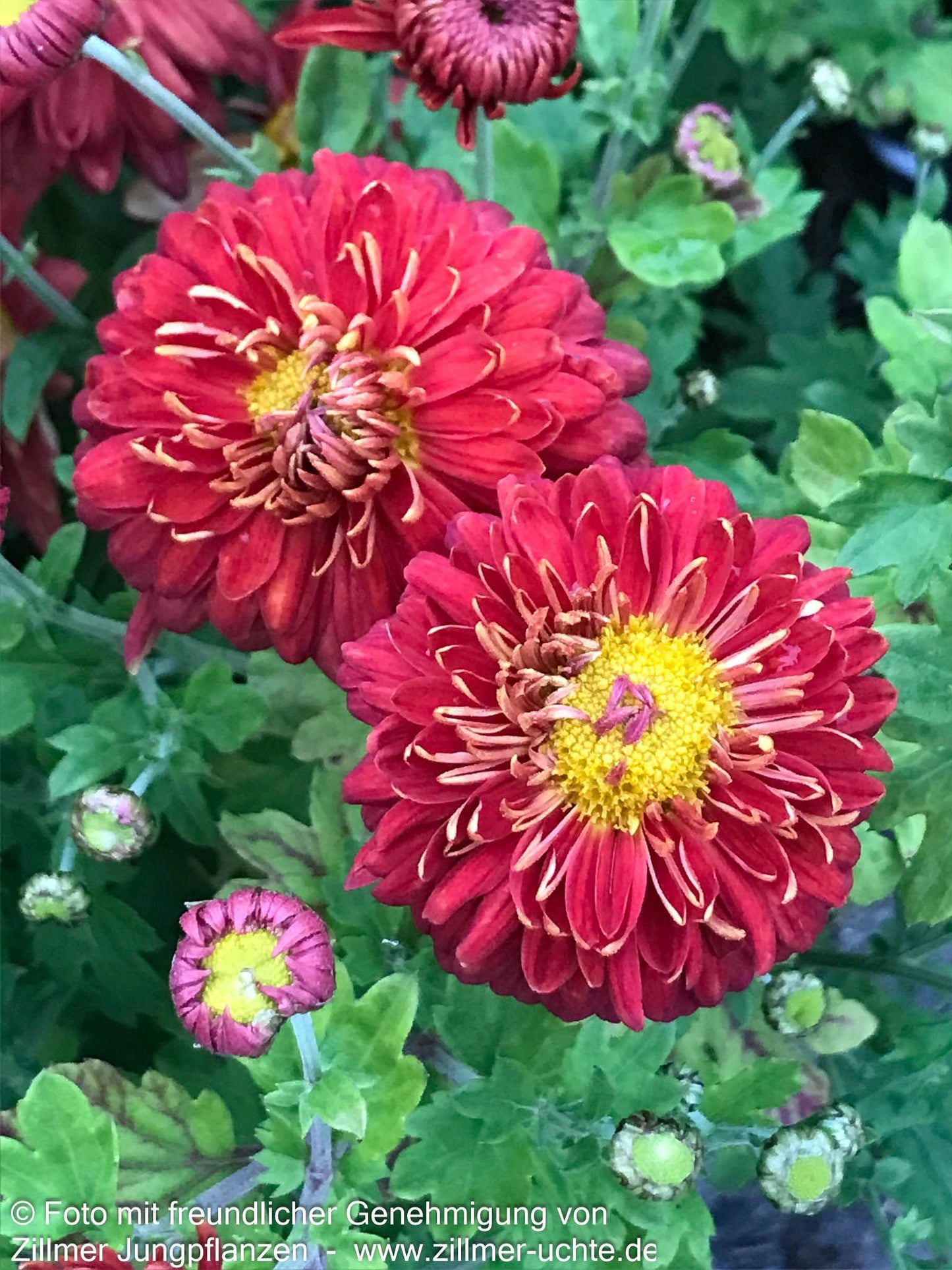 Winteraster 'Fellbacher Wein' (Chrysanthemum x hort.)