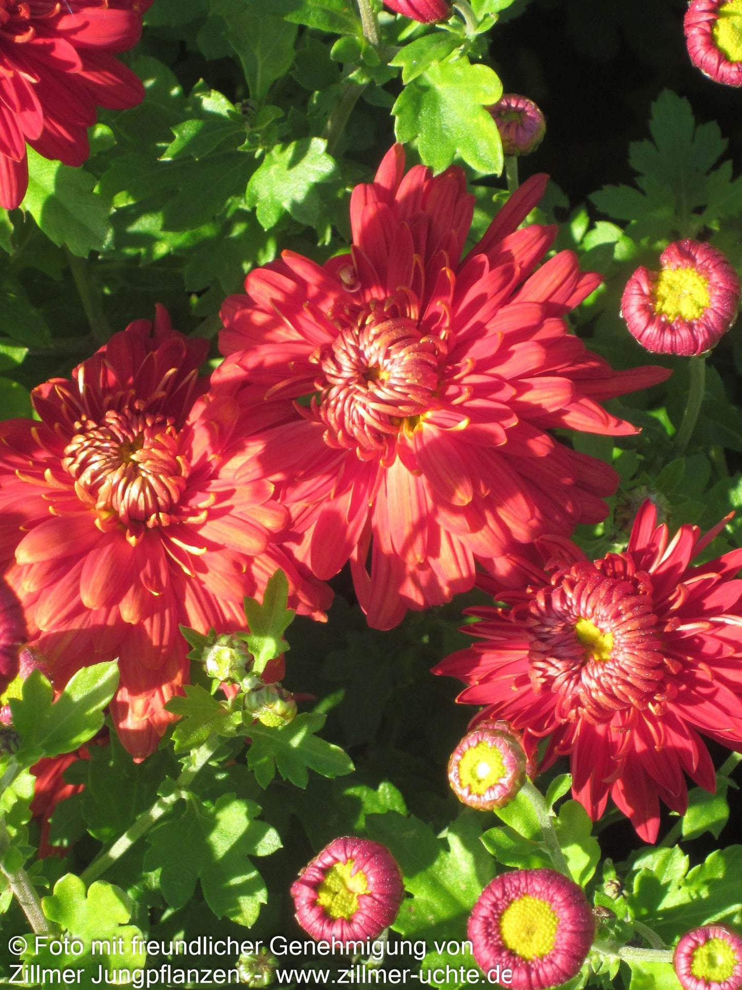 Winteraster 'Fellbacher Wein' (Chrysanthemum x hort.)