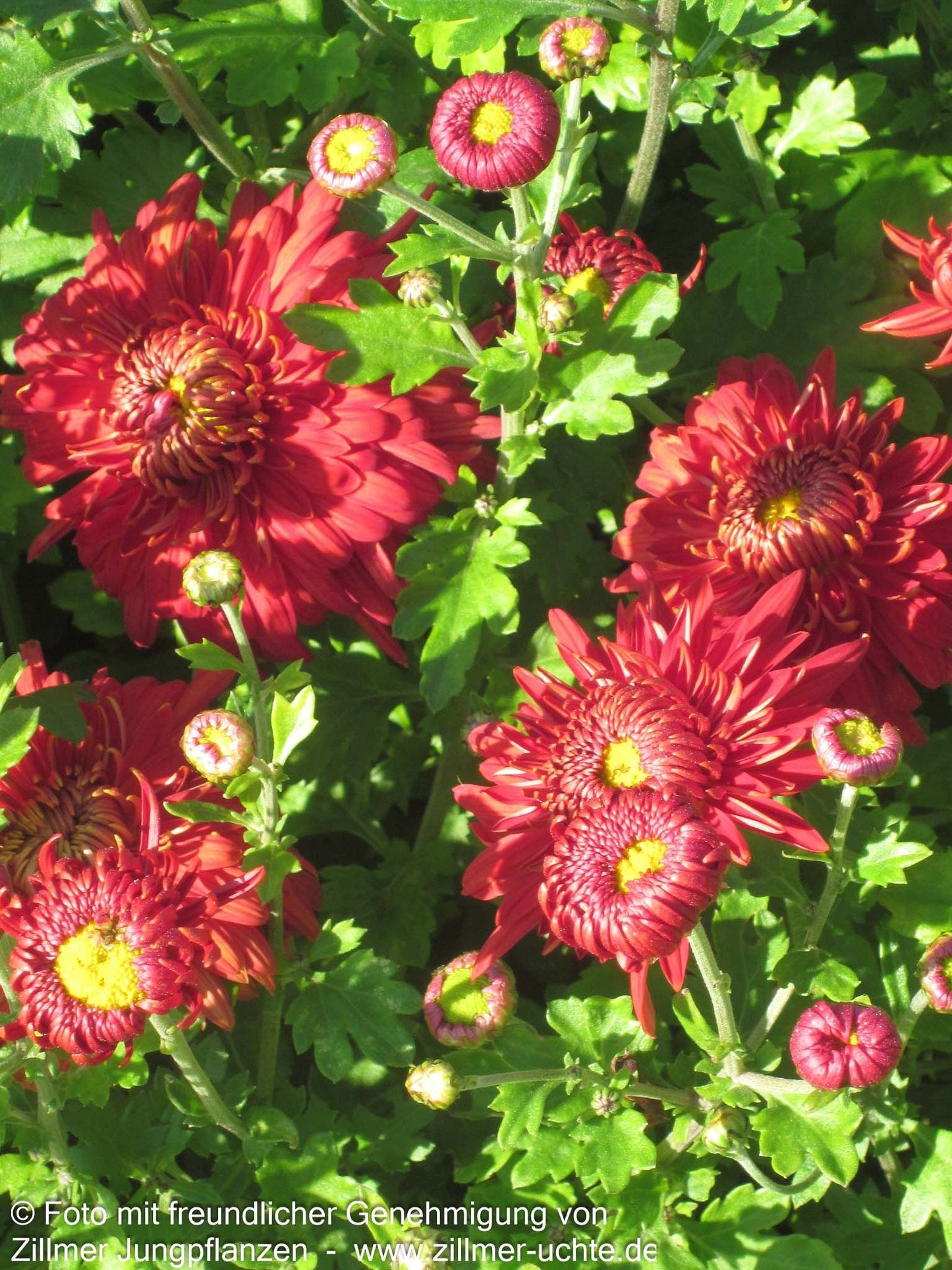 Winteraster 'Fellbacher Wein' (Chrysanthemum x hort.)