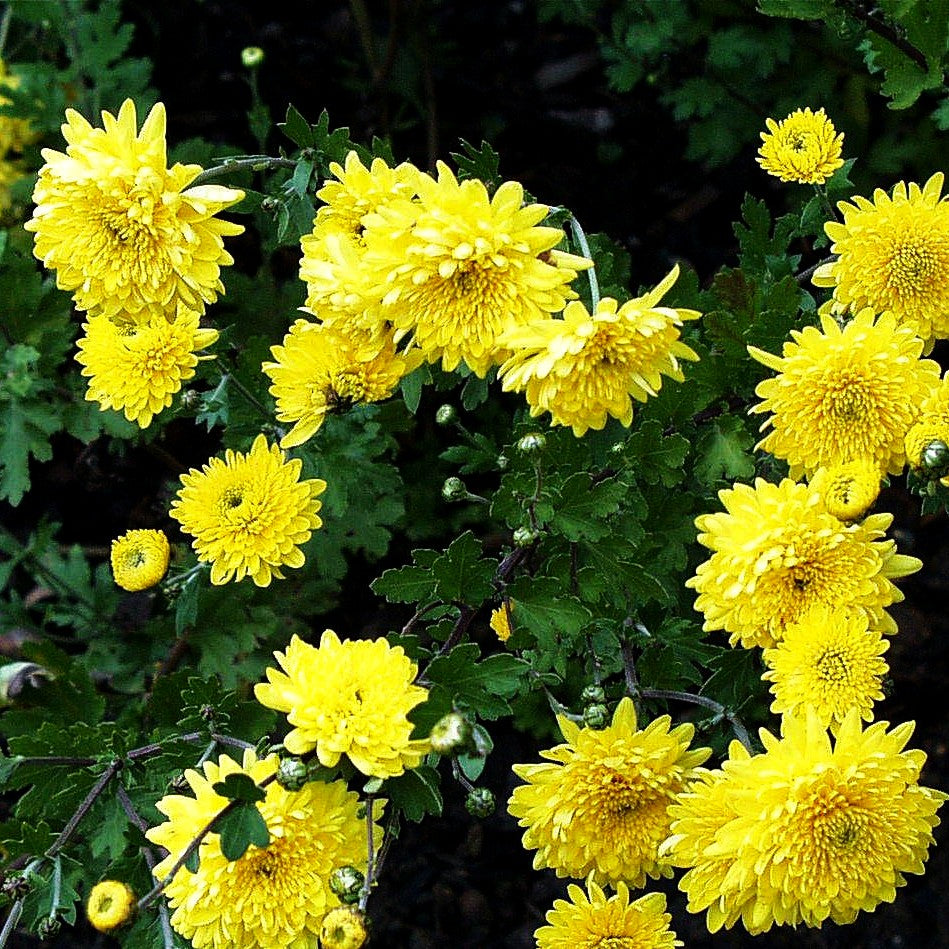 Winteraster 'Goldmarie' (Chrysanthemum x hort.)