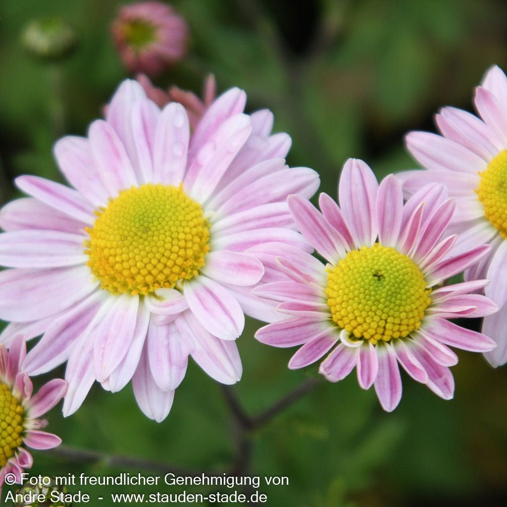 Winteraster 'Hebe' (Chrysanthemum x hort.)