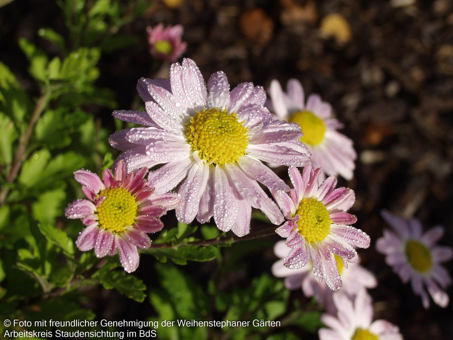 Winteraster 'Hebe' (Chrysanthemum x hort.)