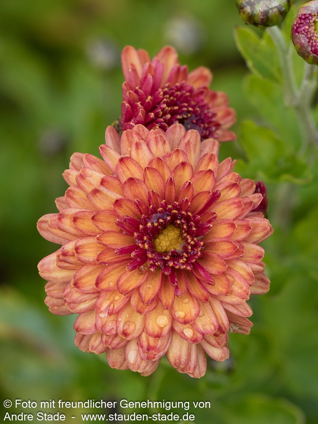 Winteraster 'Herbstbrokat' (Chrysanthemum x hort.)