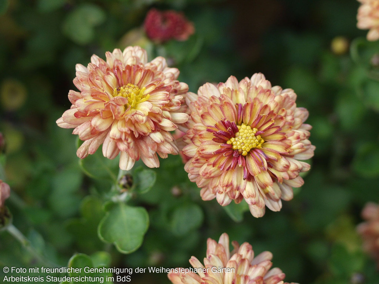 Winteraster 'Herbstbrokat' (Chrysanthemum x hort.)