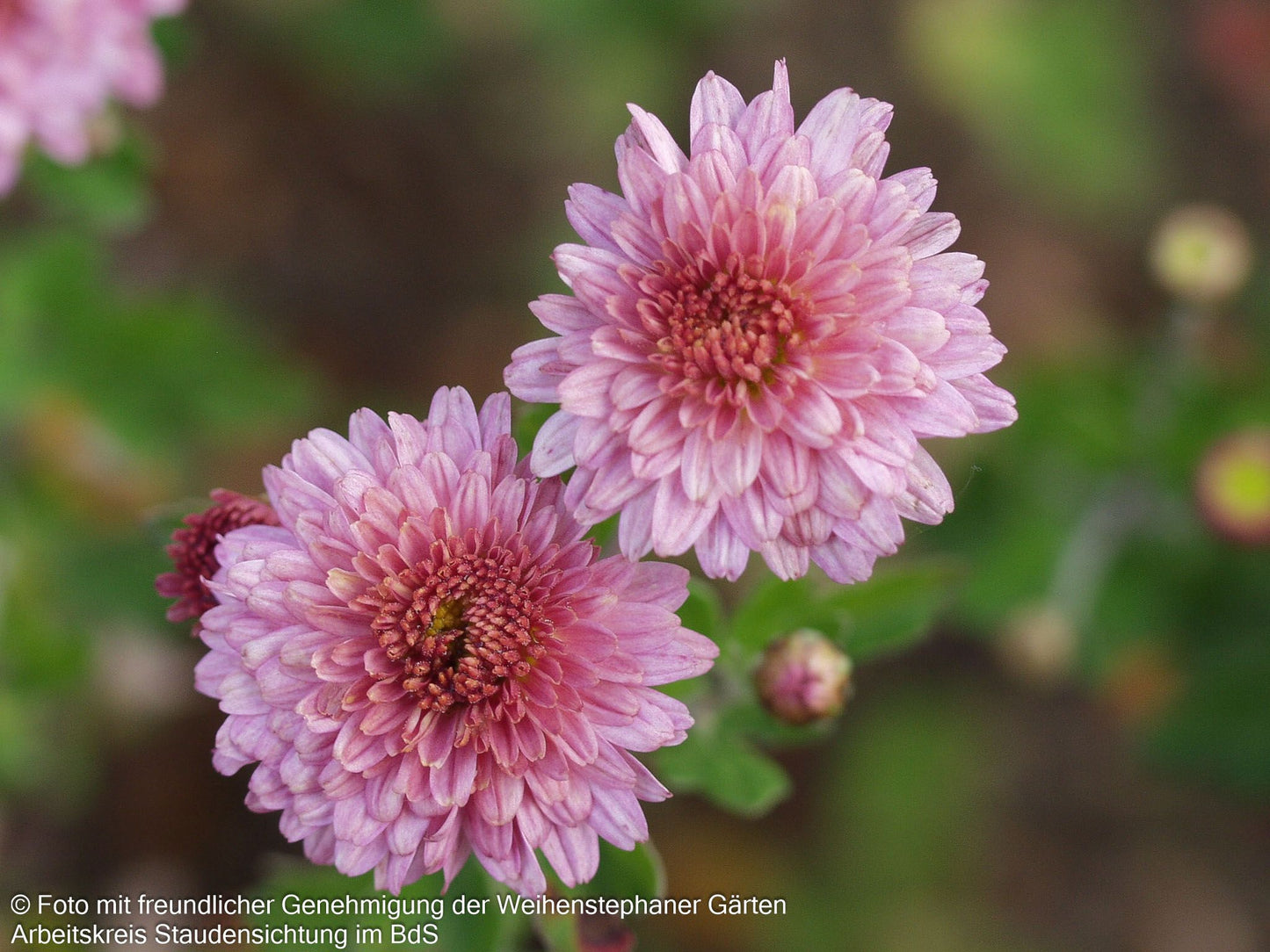 Winteraster 'Herbströschen' (Chrysanthemum x hort.)