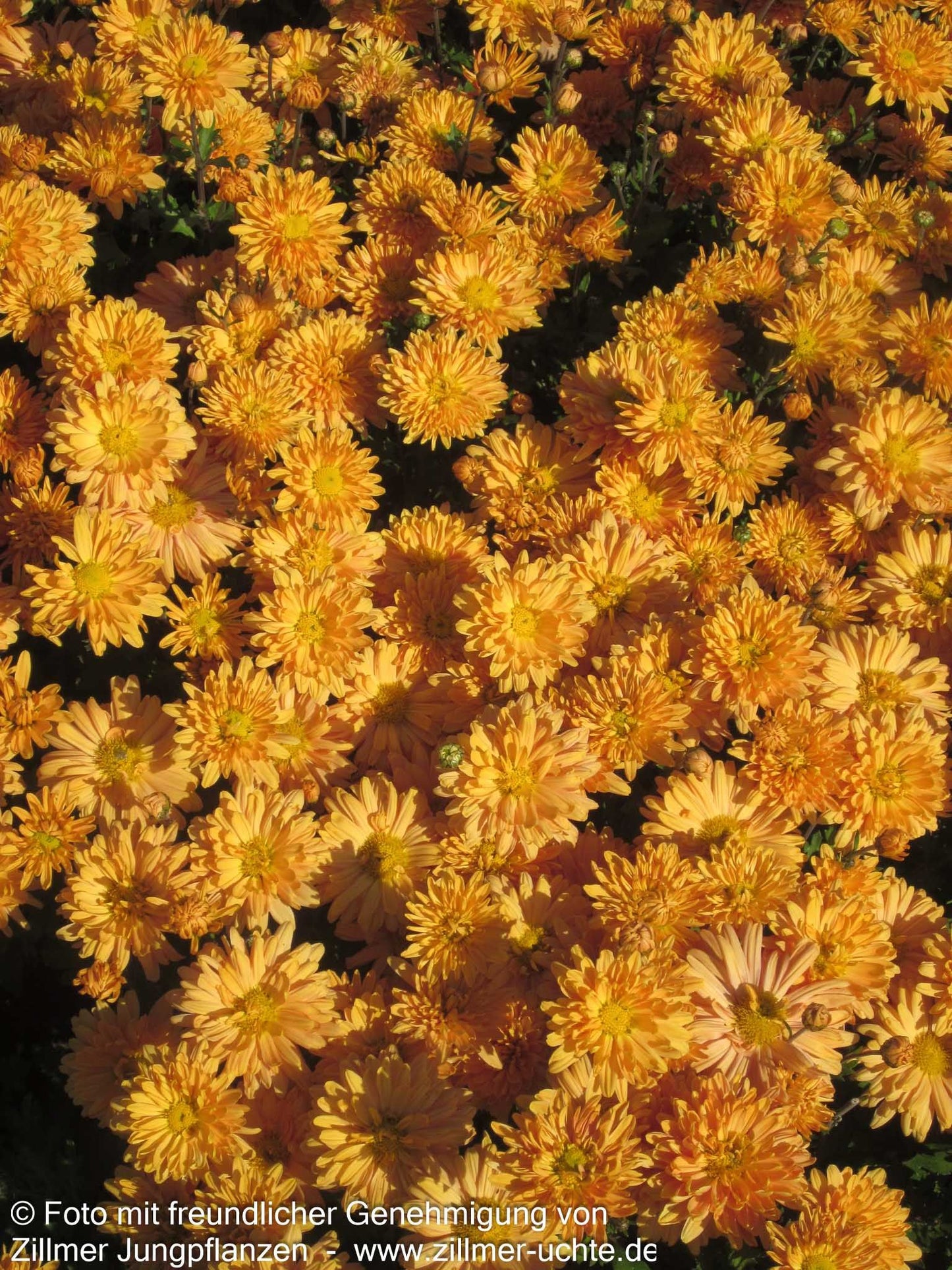 Winteraster 'Kleiner Bernstein' (Chrysanthemum x hort.)