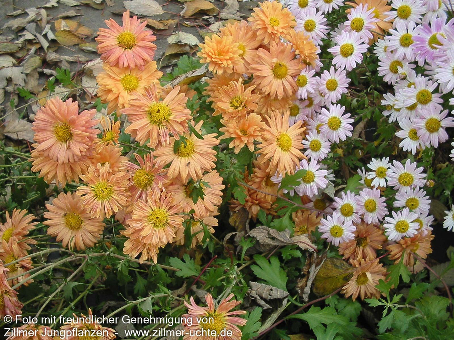 Winteraster 'Kleiner Bernstein' (Chrysanthemum x hort.)