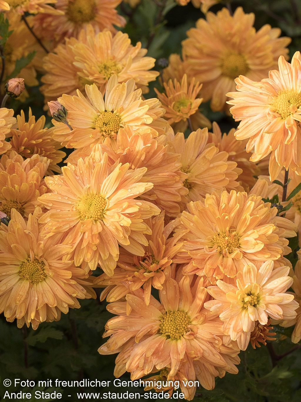 Winteraster 'Kleiner Bernstein' (Chrysanthemum x hort.)