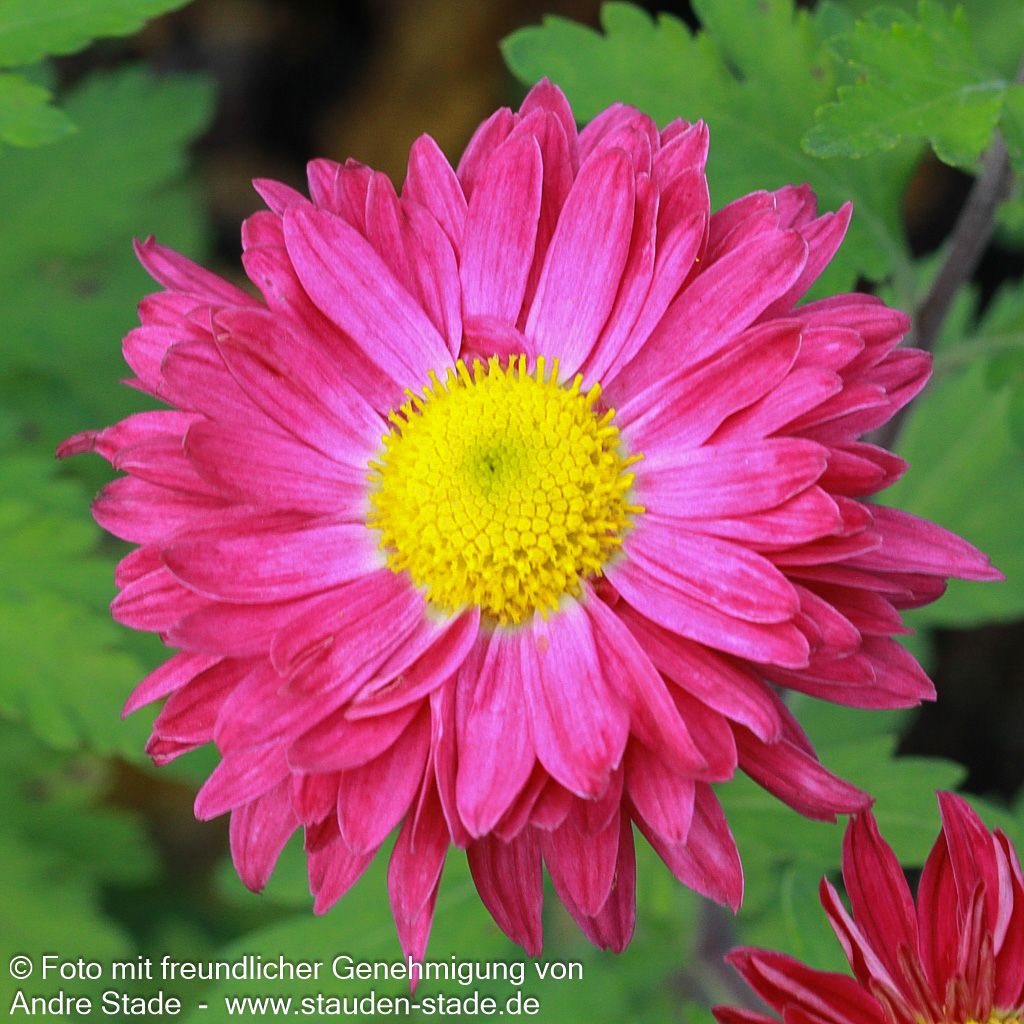 Winteraster 'Oury' (Chrysanthemum x hort.)