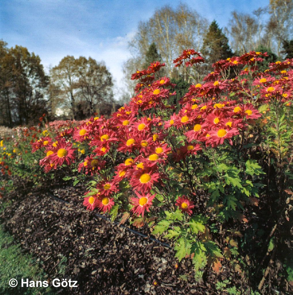 Winteraster 'Oury' (Chrysanthemum x hort.)