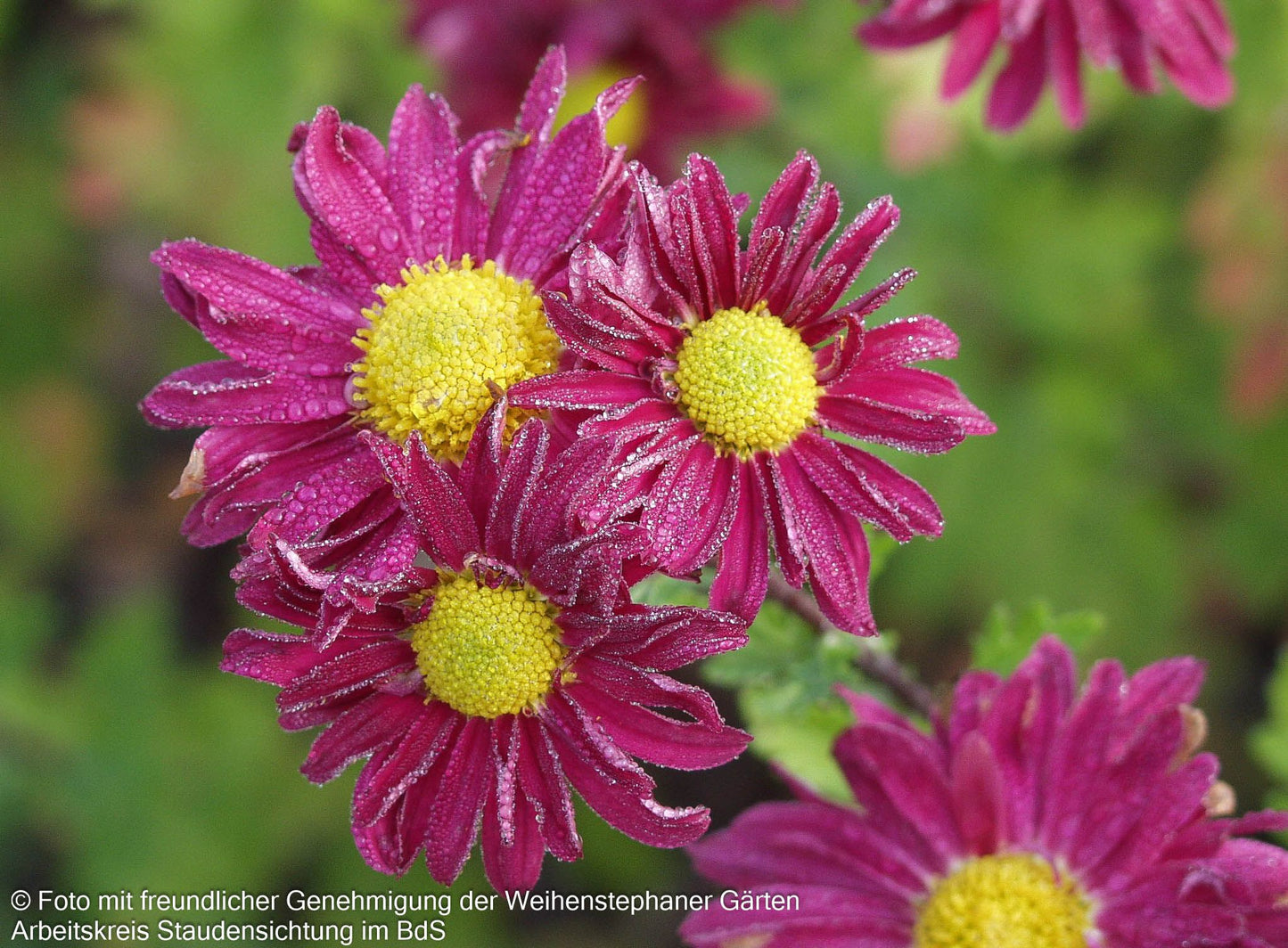 Winteraster 'Oury' (Chrysanthemum x hort.)