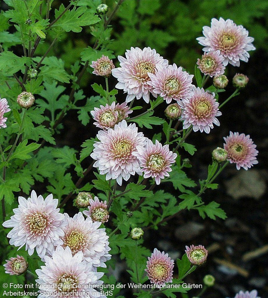 Winteraster 'Romantica' (Chrysanthemum x hort.)