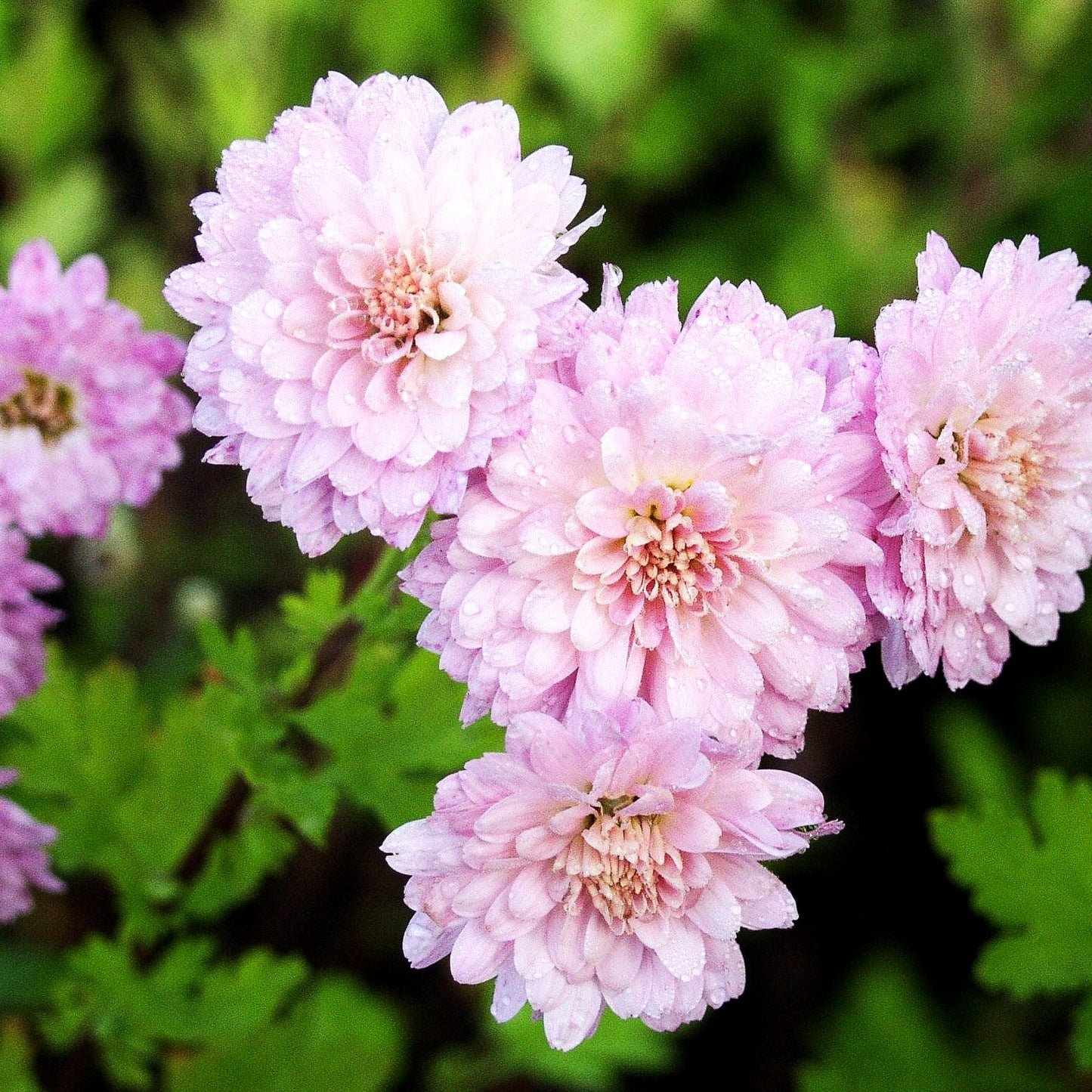 Winteraster 'Romantica' (Chrysanthemum x hort.)
